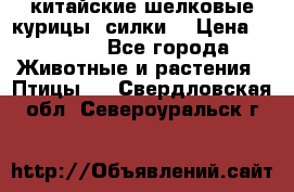 китайские шелковые курицы (силки) › Цена ­ 2 500 - Все города Животные и растения » Птицы   . Свердловская обл.,Североуральск г.